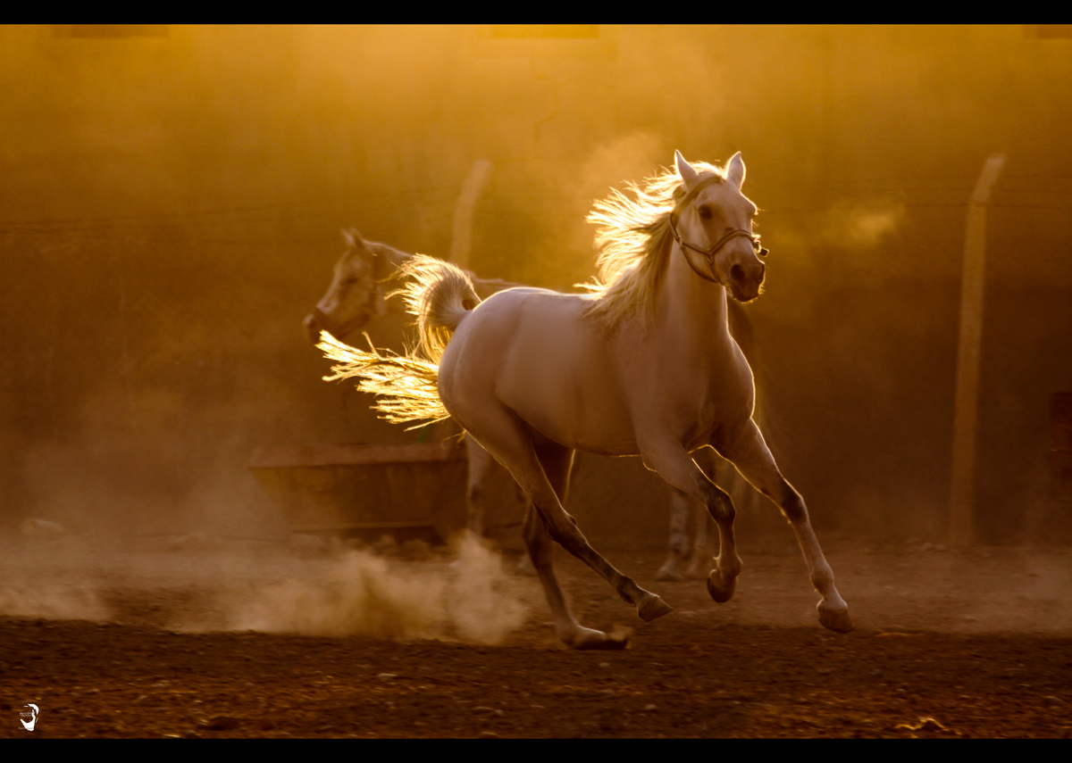 5201818792_7f4bda0341_o